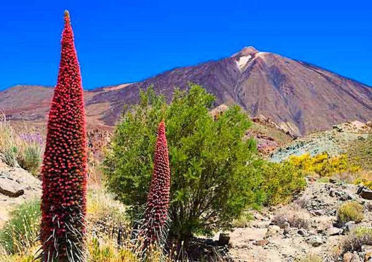 Buena Vibra Tenerife Sur Playa de las Américas Buitenkant foto